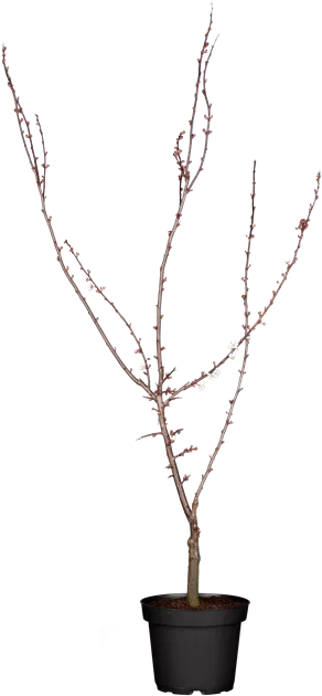 Prunus cerasifera 'Trailblazer', Blutpflaume 'Trailblazer' - Gärtnerei und  Baumschule Tröltzsch